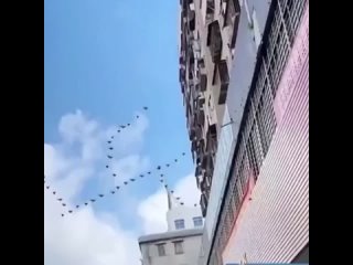 pigeons show a show. it's a miracle